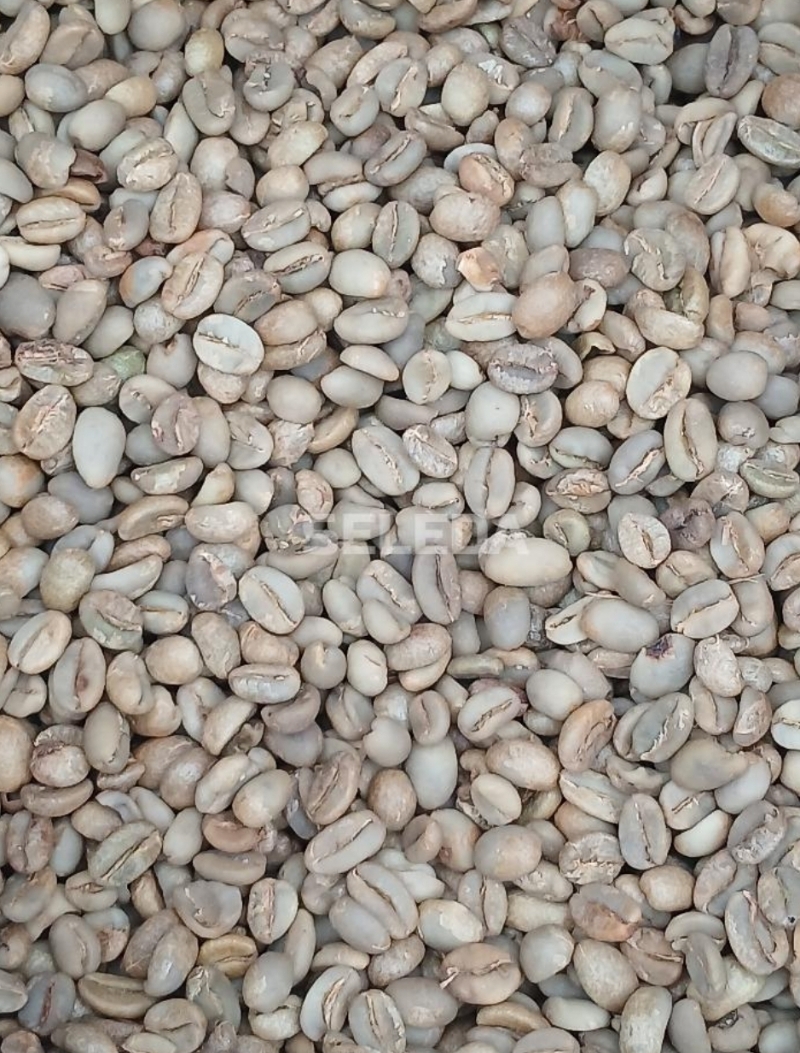 Raw Coffee (የተለቀመ እነ የተቀሸር ምረጥ የወለጋ ቡና) in Adama Special Zone, Oromia