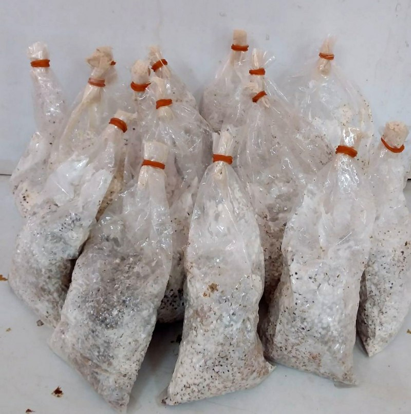 የኦይስተር እንጉዳይ ዘር | Oyster Mushroom Spawn in Hawassa, Sidama